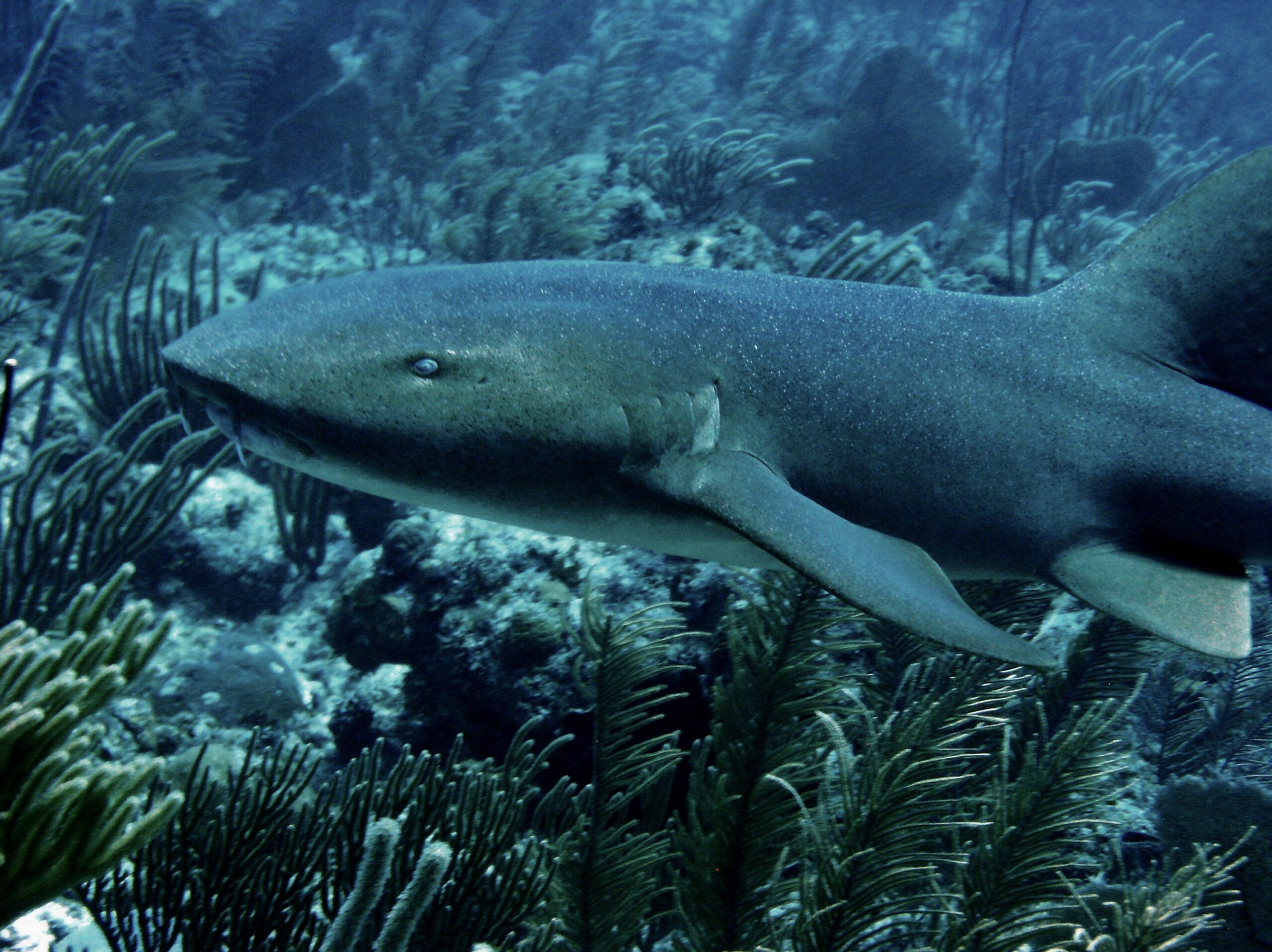 Nurse shark, Ambergris Caye, Belize